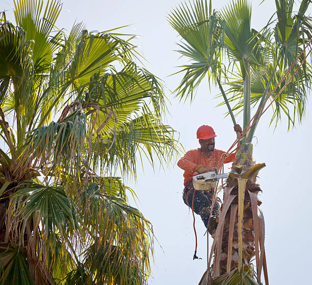 Mulching Services in Tomball, TX